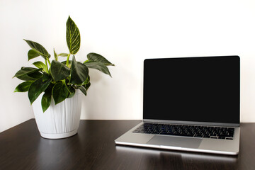 Modern workspace with a laptop and a green houseplant on a wooden desk against a light wall. Minimal home office setup with blank screen for mockup © Ekaterina Uteva