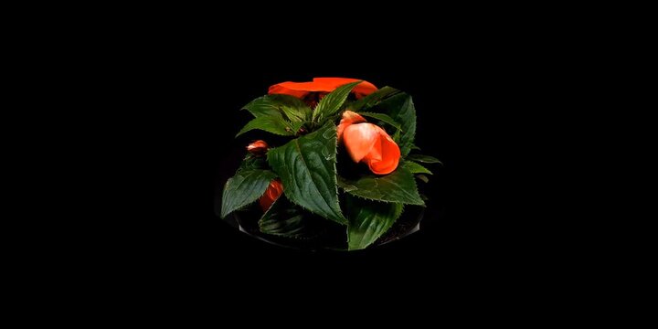 Fioritura rapidadi fiori in metodo timelapse