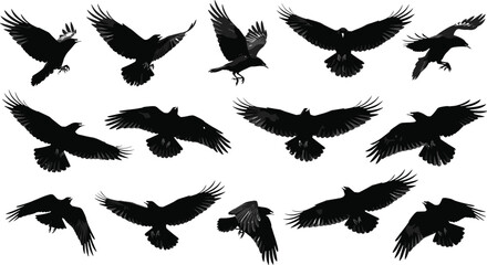 Naklejka premium Flying crow silhouette collection with raven bird wings spread poses, black wildlife vector illustration isolated gothic nature clipart design elements bundle set