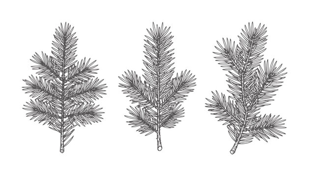 Black and white coniferous branch with needles branches pine