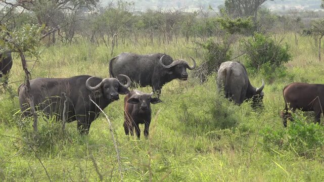 African buffalo herd grazing in the savanna wilderness. Syncerus caffer species in natural African habitat surrounded by bushes and dry grassland. Powerful wildlife in the wild nature.
