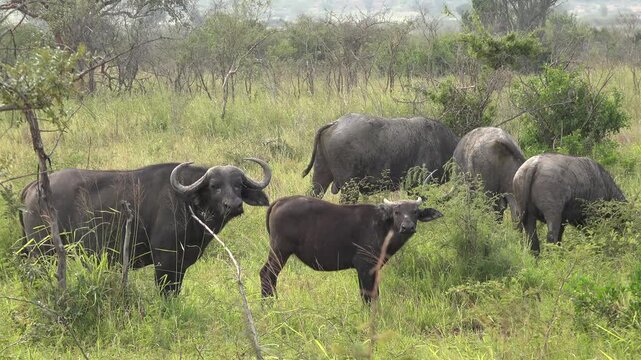African buffalo herd grazing in the savanna wilderness. Syncerus caffer species in natural African habitat surrounded by bushes and dry grassland. Powerful wildlife in the wild nature.
