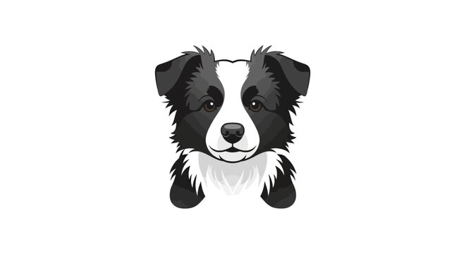 Black and white border collie dog.