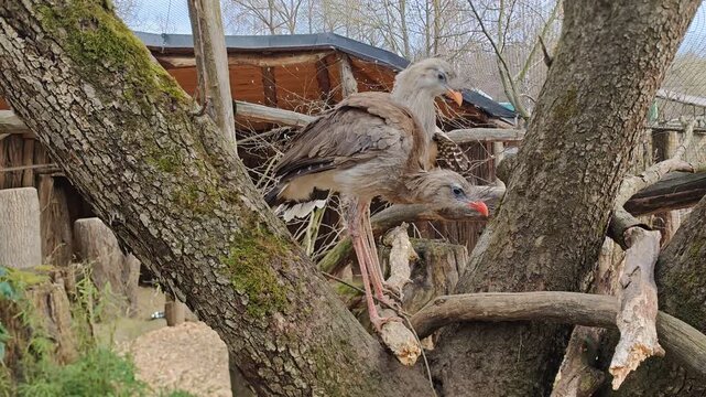 Red legged seriema bird Cariama cristata in Zoo Jihlava exotic species display