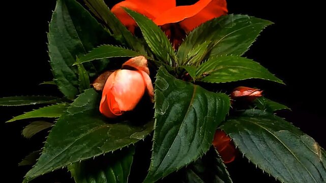 Fioritura rapidadi fiori in metodo timelapse