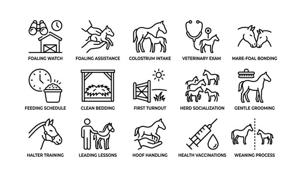 Horse care stages: foaling, bonding, training, health maintenance icons