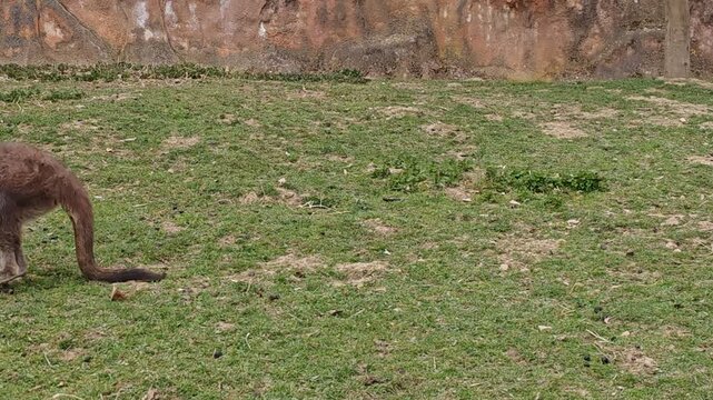 Kangaroos in enclosure at Zoo Jihlava wildlife animals in captivity Czech Republic