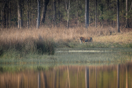 Landscape of the King, Rudra the male tiger