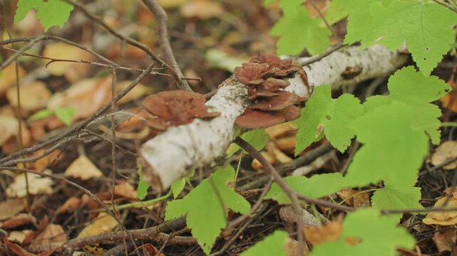 Closeup birch log with fungi on forest floor, bright green leaves and scattered twigs, brown shelf mushrooms emerging from white birch bark, damp autumn litter, rich textures ideal for camping