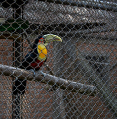 toucan © Gabriel