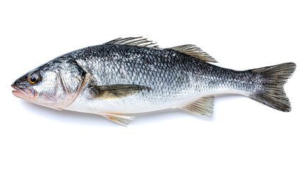 Obraz premium salmon fish isolated on white background