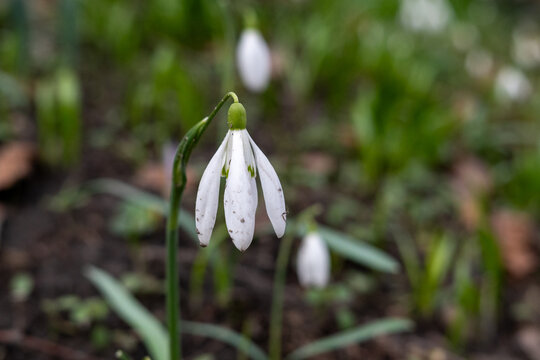Snowdrop flower close up in forest