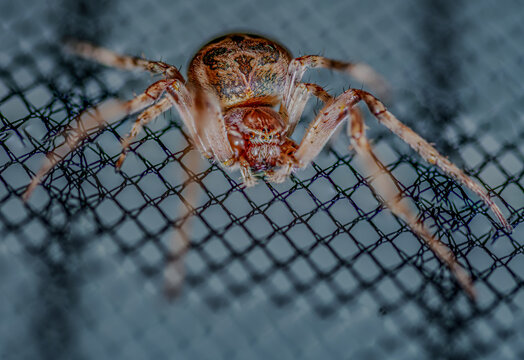 Ein Kreuzspinne krabbelt auf einem feinen Netz in einem Raum bei Tageslicht