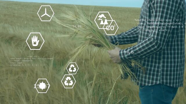 man examining wheat stalks in farmland, showing animated agriculture analytics icons and bar chart