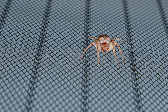 Kreuzspinne krabbelt auf einem Netz in einem Innenraum bei Tageslicht