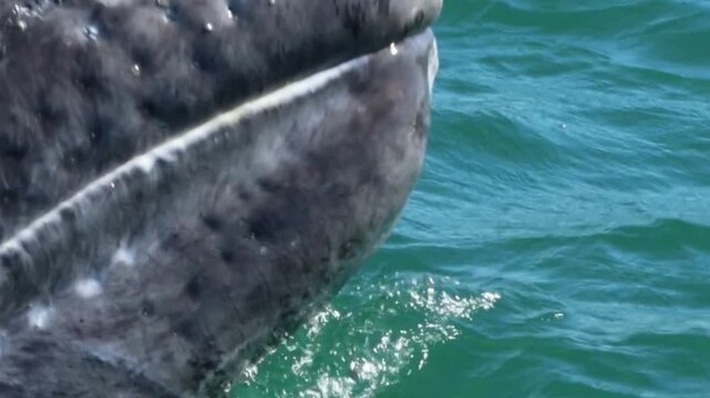 Gray Whale Mouth at Water Surface Closeup