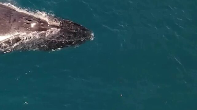 Aerial Humpback Whale Head at Blue Ocean Surface