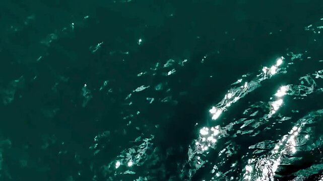 Aerial Right Whale Head with Callosities at Ocean Surface