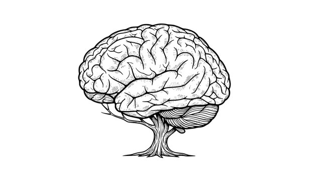 Detailed tree shaped brain vector illustration with intricate branches forming mind concept isolated on white