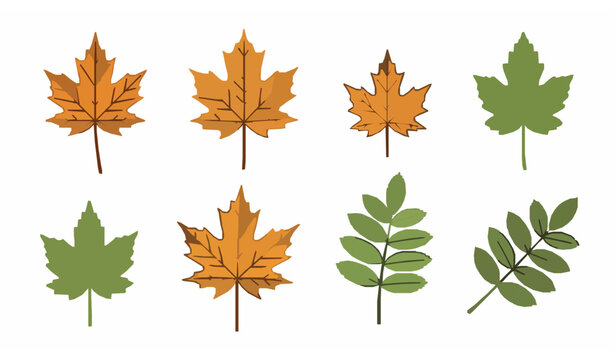 Maple and ash leaves vector set flat isolated seasonal autumn nature illustration on white background