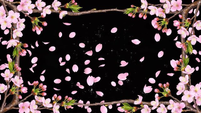 Cherry blossom petals falling black background pink spring Japan elegant