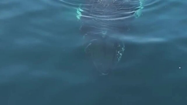 Humpback Whale Underwater with Turquoise Pectoral Fin Closeup