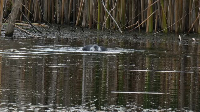 Black coot bird flapping wings and splashing water drops in swamp. Natural lighting, Medium shot, Overcast. Freedom and Vitality.