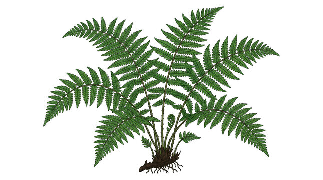 Green Fern Plant with Roots Visible.