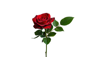 Naklejka premium Red rose bloom on stem with green leaves, symbolizing love, passion, and romance, transparent background