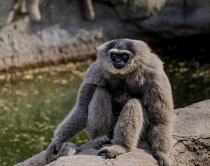 Fototapeta premium Gibbon monkey sitting on rock with natural background and calm expression