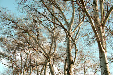 Fototapeta premium Bare tree in march - seasonal beauty. Leafless trees in early Spring