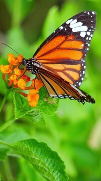 Monarch Butterfly on Orange Flower Close Up