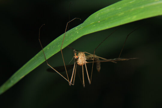 tipula luna insect macro photo