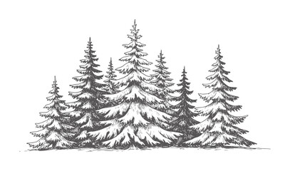Fototapeta premium Hand drawn of a dense evergreen forest with varied tree heights trees nature woodland