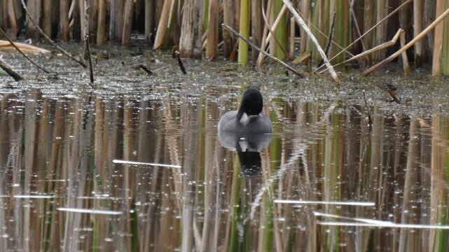 Eurasian coot, Fulica atra, black water bird cleaning plumage in swamp while a grass snake swims in background reeds. Natural lighting, Medium shot, Overcast. Survival instinct and Interconnection.