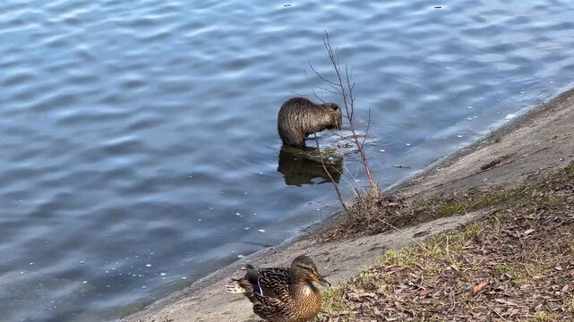 Nutria coypu sitting on a stone in the river water and grooming