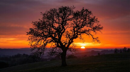Fototapeta premium Majestic Oak Tree Silhouette Against a Vibrant Sunset Sky.