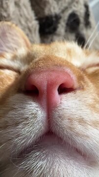 Extreme Close-Up Cat Nose and Tiny Teeth Super Cute Macro Pet Shot