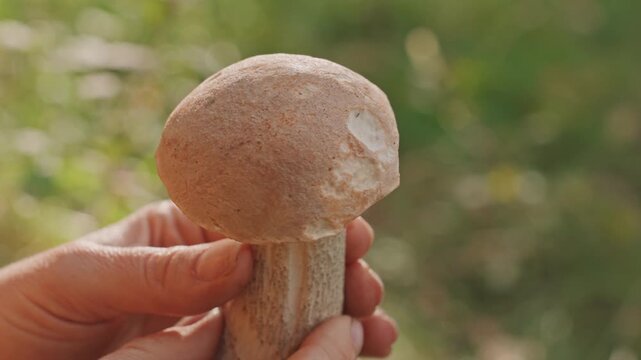 Careful mushroom harvesting. Caucasian chef carefully inspecting mushrooms during outdoor camping activity. Cautious chef identifies and cleans edible wild mushrooms in sunny outdoor setting