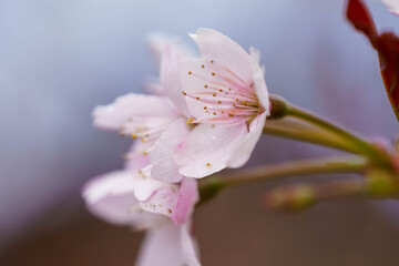 Naklejka premium 桜の花が咲いています