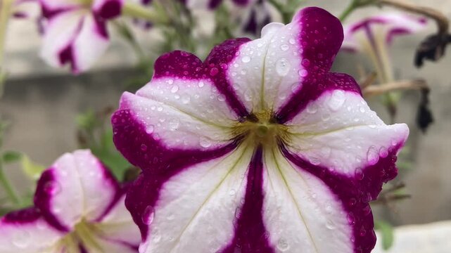 vibrant blossom design. Petunia flower design. Flower close-up. Bloom in the garden. Petal graphic design 