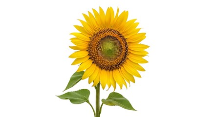 Naklejka premium Vibrant Sunflower in Full Bloom Against a White Background.