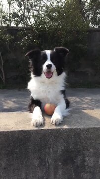 Black and white border collie standing with front paws on a concrete wall next to a red apple in an outdoor setting.