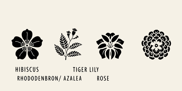 Floral botanical illustrations featuring hibiscus tiger lily rhododendron and rose