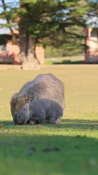 Adult wombat and its baby grazing on green grass in a natural outdoor park with soft sunlight and blurred background.
