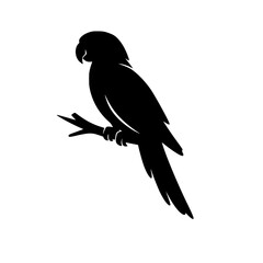 Fototapeta premium Silhouette of a parrot perched on a small tree branch