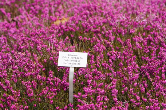 Snow heather (Erica herbacea)
the winter heath, winter-flowering heather, spring heath or alpine heath, is a species of flowering plant in the family Ericaceae. Hanover, Germany.