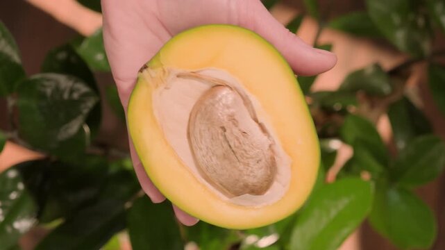 Half of green mango with pit in hand showing yellow flesh of fruit close up top view