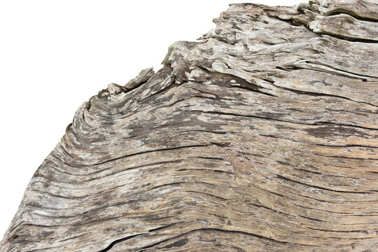 old texture tree bark isolated on white background. This has clipping path.