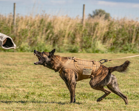Dutch shepherd dog bite work training barking and pulling
